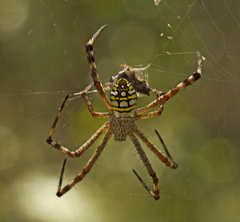 Argiope picta