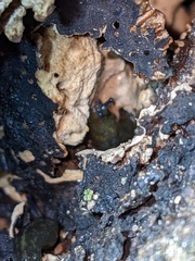 Laetiporus gilbertsonii