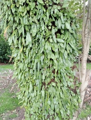 Pyrrosia eleagnifolia