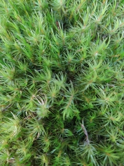Dicranum polysetum