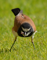 Oenanthe pileata pileata