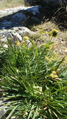 Bupleurum ranunculoides