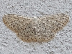 Scopula marginepunctata