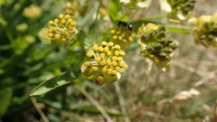 Bupleurum ranunculoides