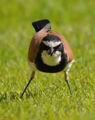 Oenanthe pileata pileata