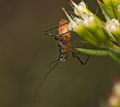 Trachylestes aspericollis