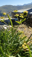 Bupleurum ranunculoides
