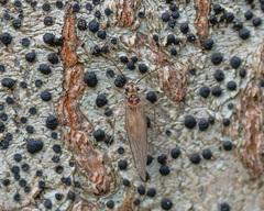 Stenopsocus immaculatus