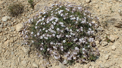 Gypsophila repens