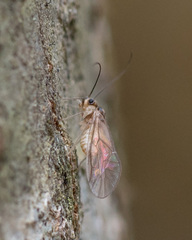 Stenopsocus immaculatus