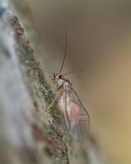 Stenopsocus immaculatus