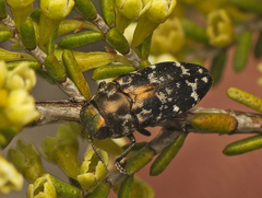 Diphucrania