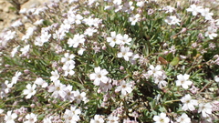 Gypsophila repens