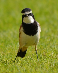 Oenanthe pileata pileata
