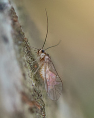 Stenopsocus immaculatus