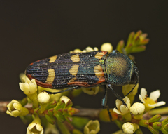Castiarina