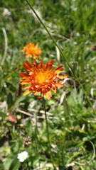 Crepis aurea