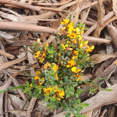 Pultenaea largiflorens