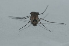 Keroplatidae