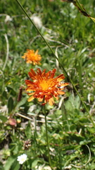 Crepis aurea