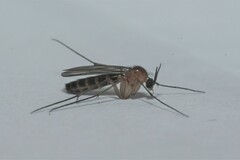 Keroplatidae