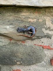 Speleomantes italicus