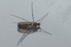 Keroplatidae