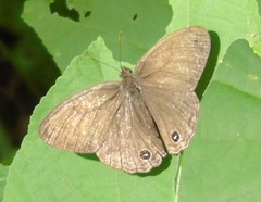 Cissia similis