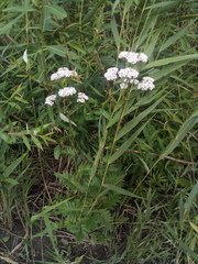 Valeriana officinalis