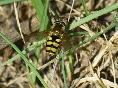 Eupeodes latifasciatus