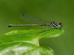 Onychargia atrocyana