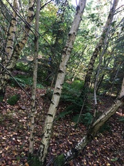 Betula