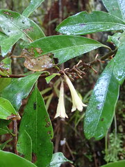 Alseuosmia macrophylla
