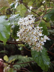 Olearia rani rani
