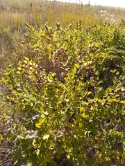 Symphoricarpos
