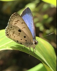 Acytolepis puspa lambi