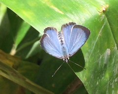 Acytolepis puspa lambi