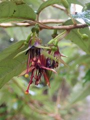 Fuchsia excorticata