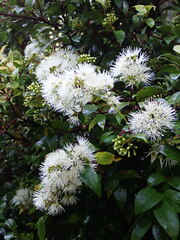 Metrosideros albiflora