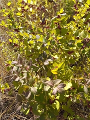 Symphoricarpos