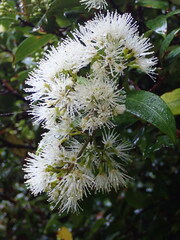 Metrosideros albiflora