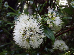 Metrosideros albiflora