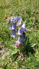 Campanula barbata