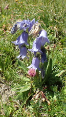 Campanula barbata