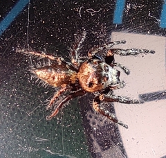 Hyllus