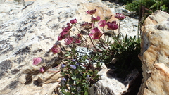 Ranunculus glacialis