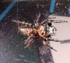Hyllus