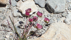 Ranunculus glacialis