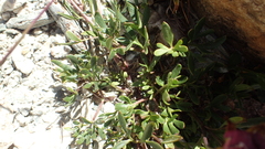 Ranunculus glacialis