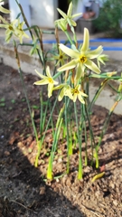 Narcissus × alleniae